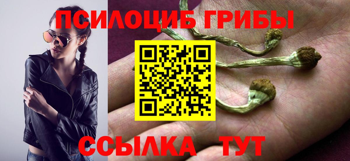 Псилоцибиновые грибы Cubensis Серов